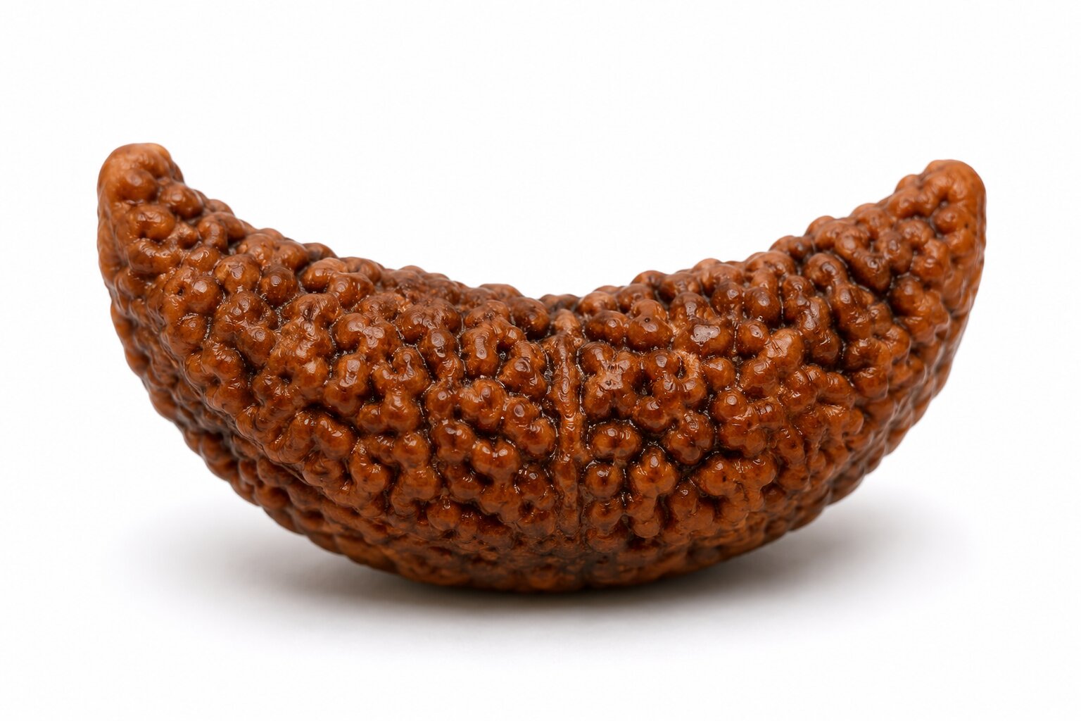 1-Mukhi Rudraksha