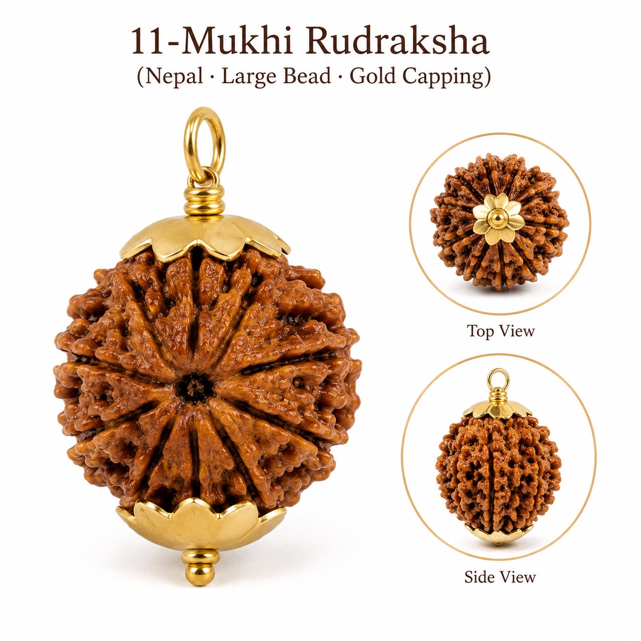 11-Mukhi Rudraksha